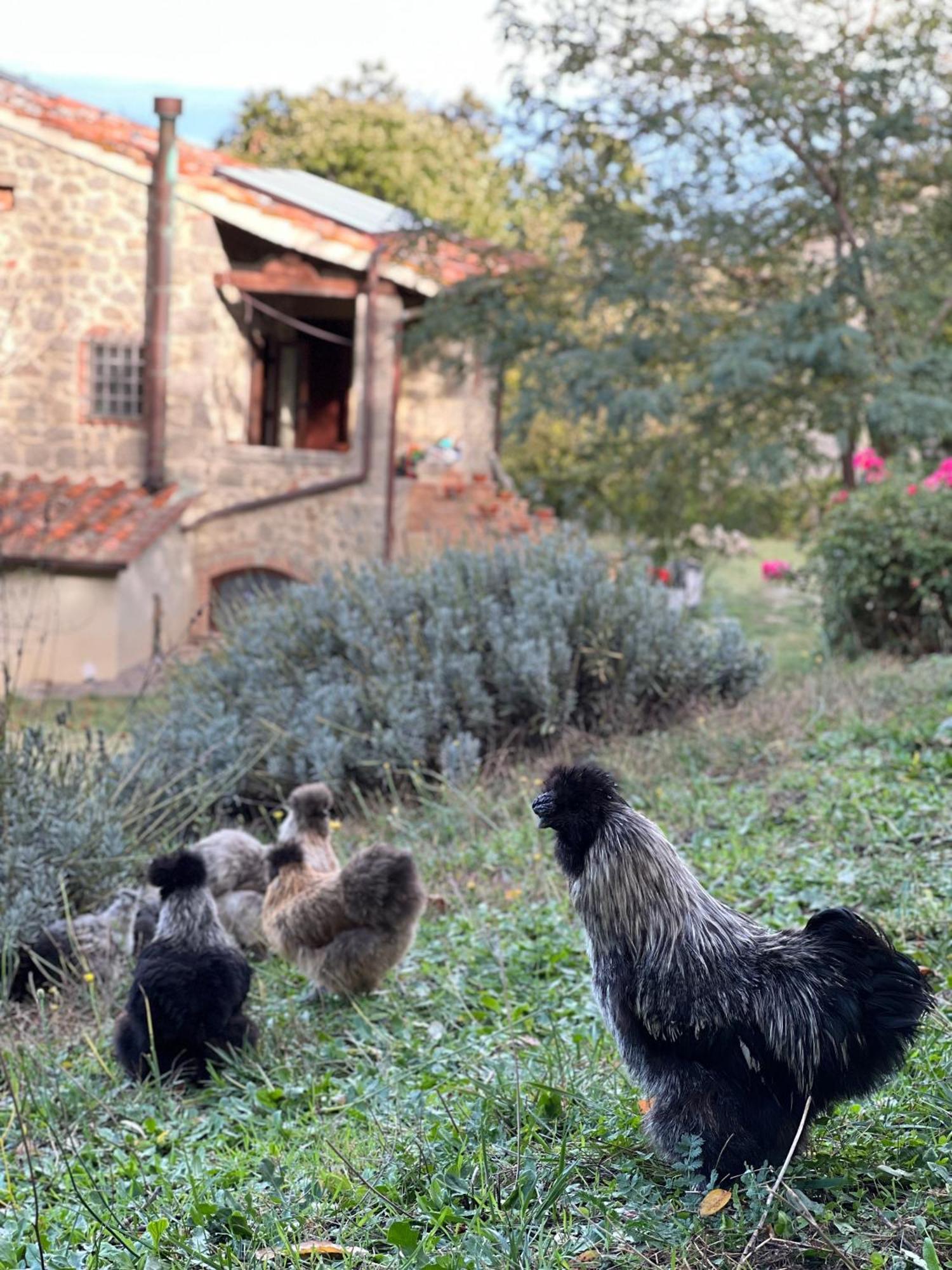 B&B Podere Legnotorto Castel del Piano  Exteriör bild