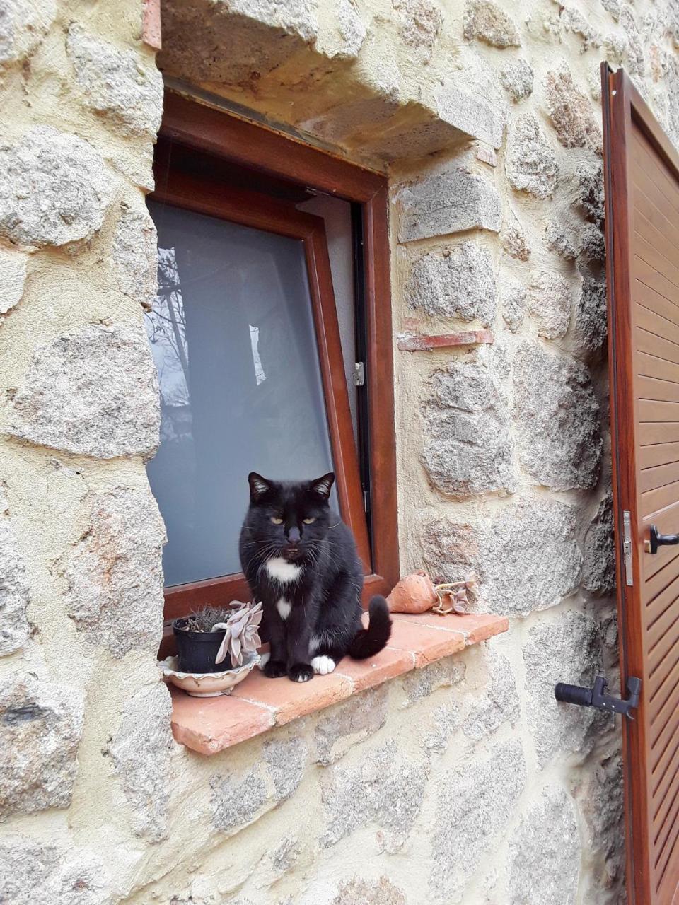 B&B Podere Legnotorto Castel del Piano  Exteriör bild